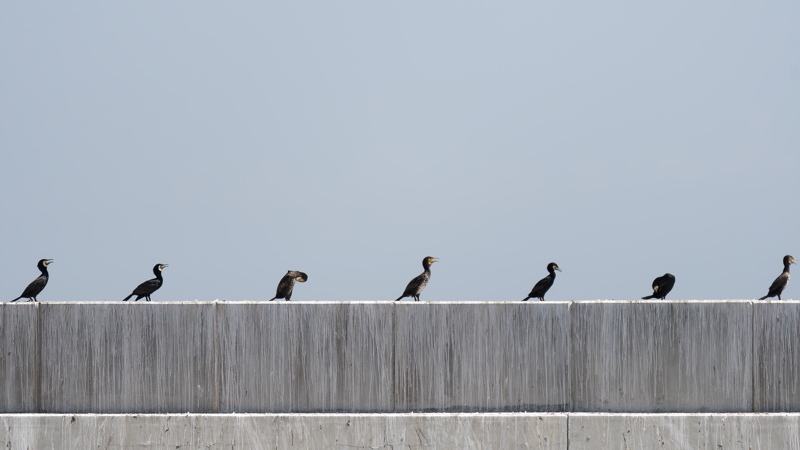 13 - Cormorants standing on the waterfront